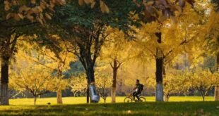 [2025/11/7]红果园一年一度的金色盛宴